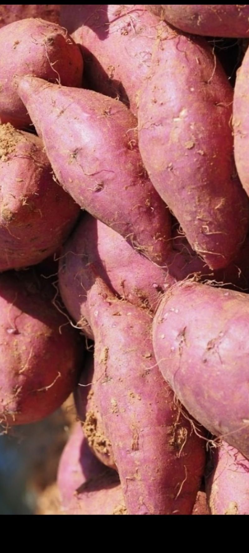 장터 상품 [꿀고구마10키로] 썸네일