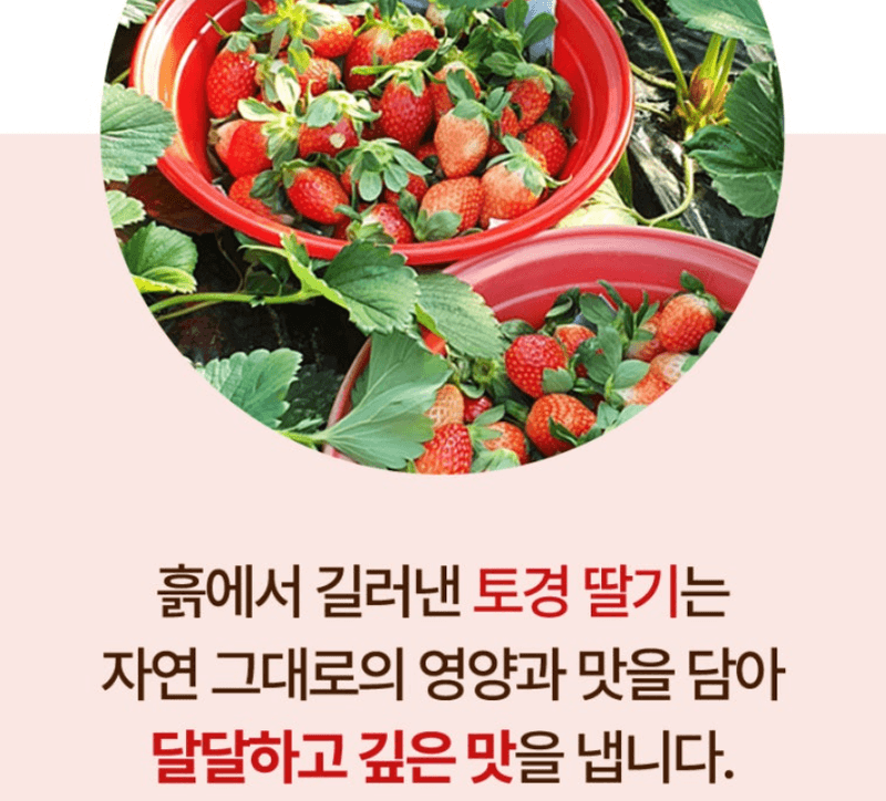 스피드번님의 장터 판매 상품 [설향딸기] 첨부 사진