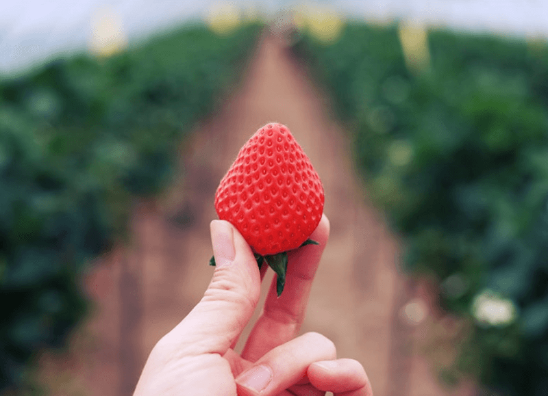스피드번님의 장터 판매 상품 [설향딸기] 첨부 사진