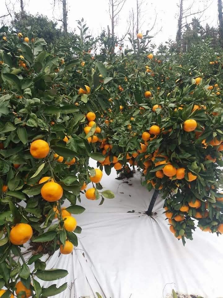 송응준님의 장터 판매 상품 [타이벡조생귤 10ㆍ5kg ] 첨부 사진