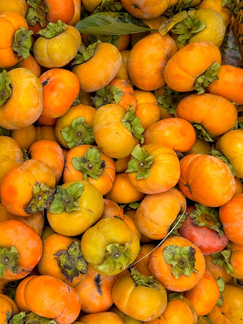 장터 상품 [가을단풍 햇 단감 10kg] 썸네일