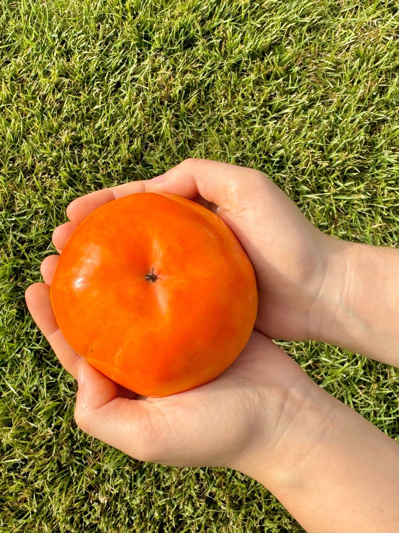 장터 상품 [가을단풍 햇 단감 10kg] 썸네일