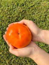 팜모닝 · 게시글 이미지