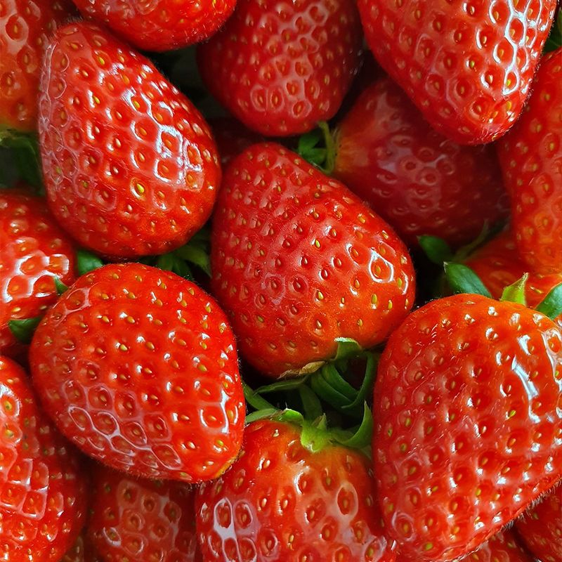 장터 상품 [설향딸기] 썸네일