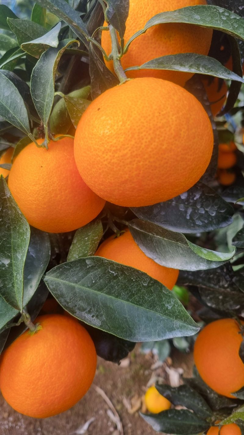 장터 상품 [타이벡조생귤 10ㆍ5kg ] 썸네일