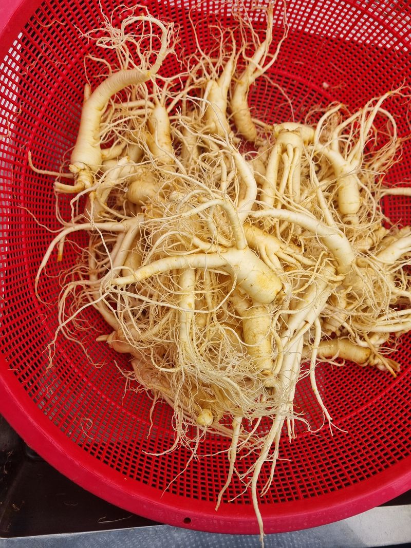 장터 상품 [세척인삼 1.5k] 썸네일