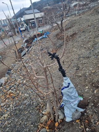 김용대님의 자유주제 · 자유게시판 작성글 사진