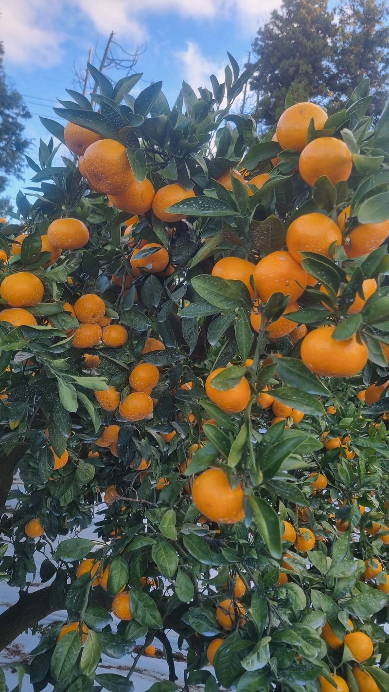 송응준님의 장터 판매 상품 [타이벡조생귤 10ㆍ5kg ] 첨부 사진