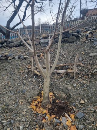 김용대님의 자유주제 · 자유게시판 작성글 사진