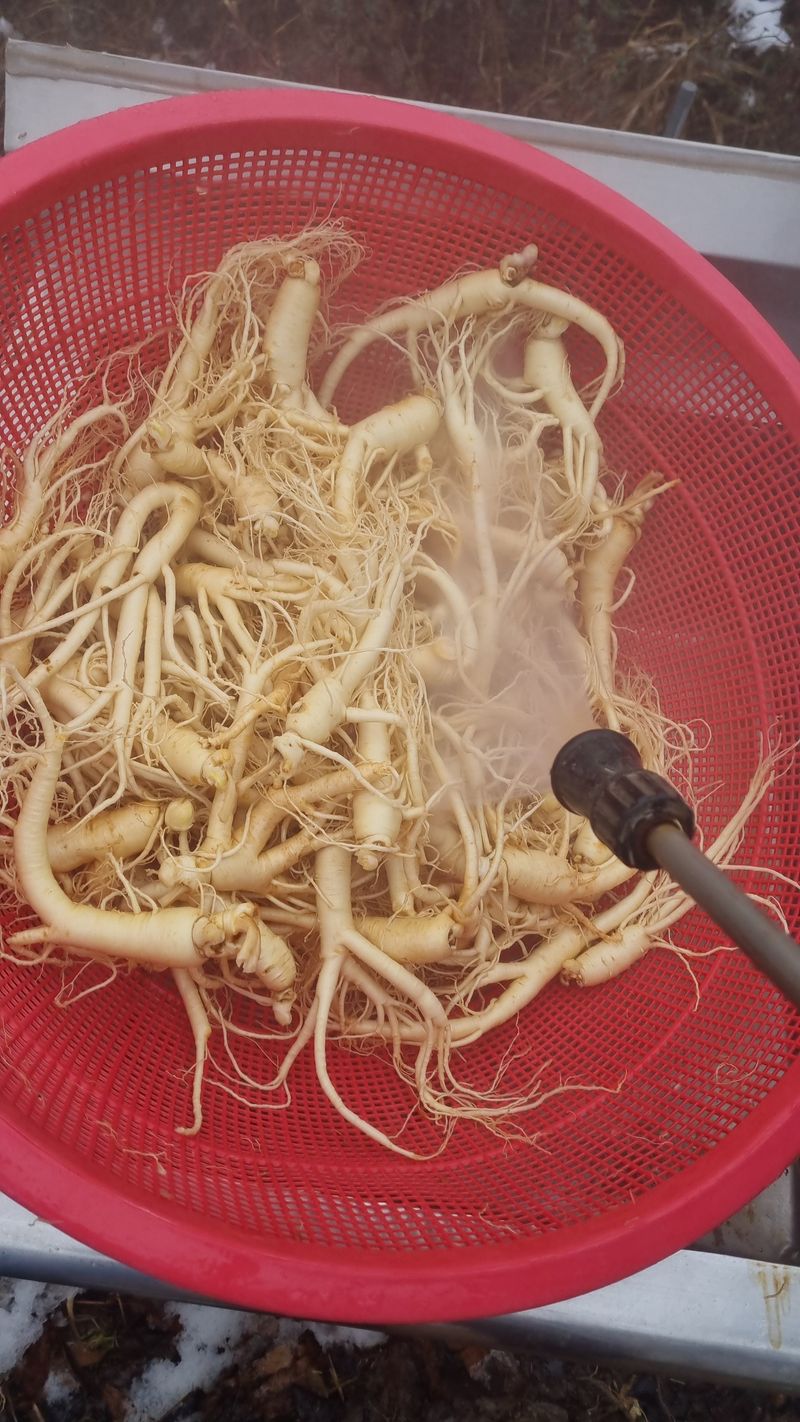 모두팜님의 장터 판매 상품 [세척인삼 1.5k] 첨부 사진