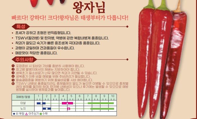 씨앗드림님의 장터 판매 상품 [숙기 빠른 극조생종 모음 1200립] 첨부 사진