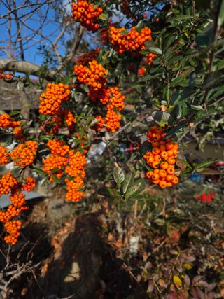 농촌사랑님의 자유주제 · 자유게시판 작성글 사진