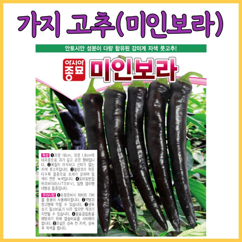 장터 상품 [가지고추 미인보라 100립 1000립] 썸네일