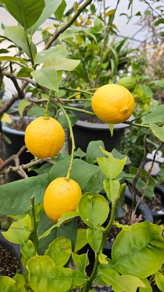 이동순님의 자유주제 · 자유게시판 작성글 사진