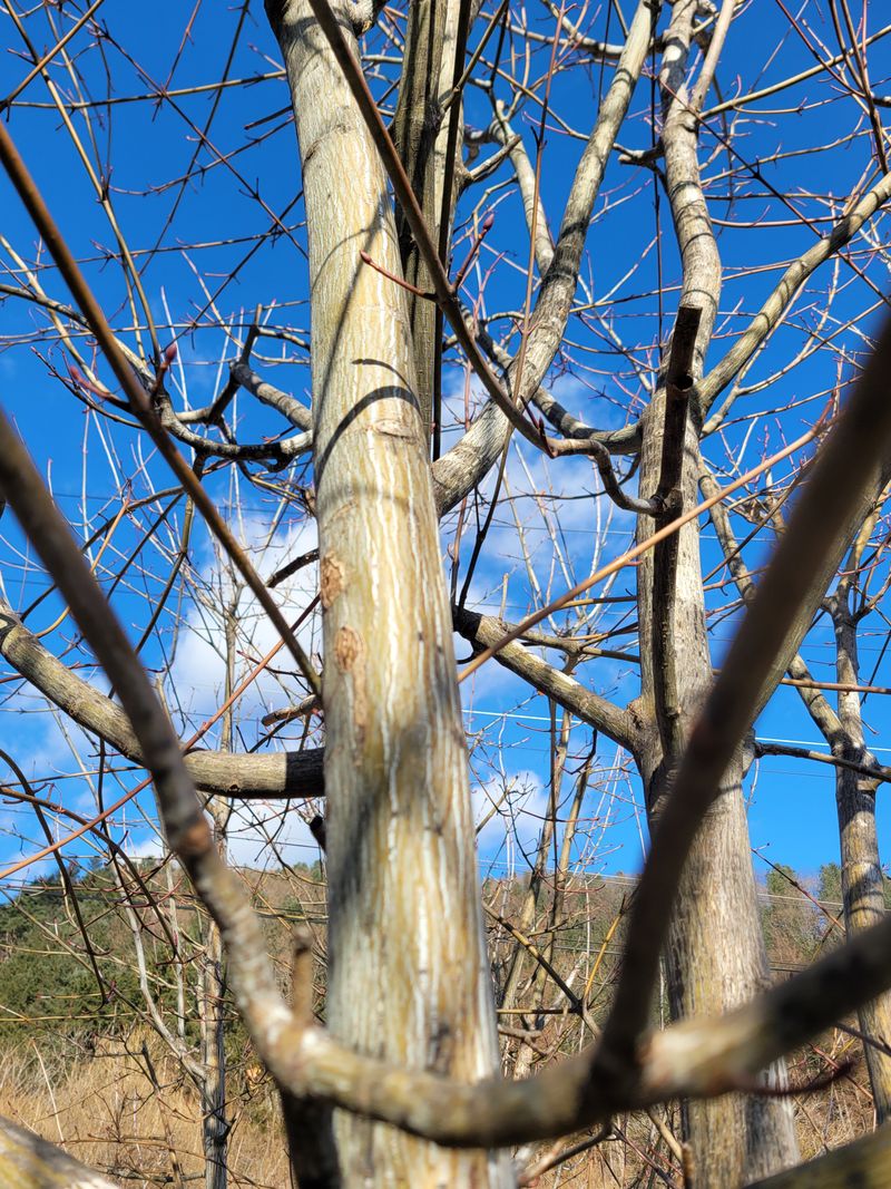 이은정님의 장터 판매 상품 [벌나무 산청목 건가지 1kg] 첨부 사진