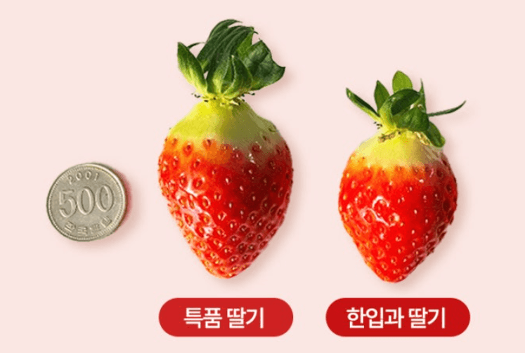 스피드번님의 장터 판매 상품 [설향딸기] 첨부 사진