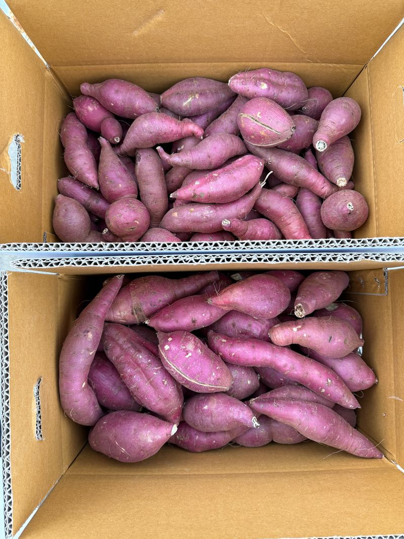 이영민님의 장터 판매 상품 [무안 황토 꿀 고구마 예쁜못난이 10kg ] 첨부 사진