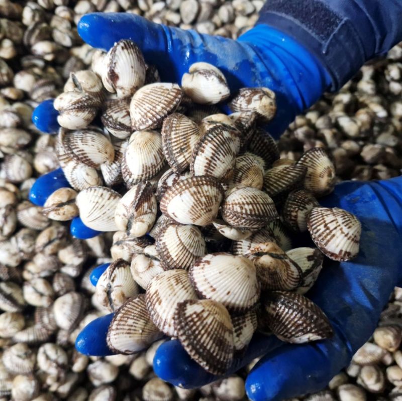 장터 상품 [청정갯벌 벌교 꼬막 제철 새꼬막 1kg] 썸네일