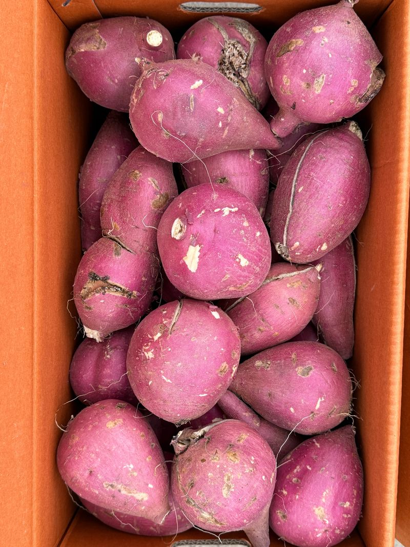 이영민님의 장터 판매 상품 [무안 황토밭 꿀고구마 예쁜못난이 10kg ] 첨부 사진