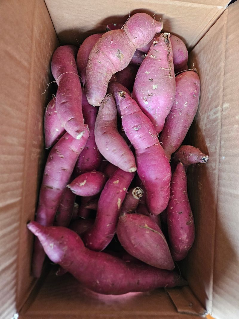 이재관(황토속애)님의 장터 판매 상품 [무안 꿀고구마 가성비갑 못난이판매합니다.] 첨부 사진