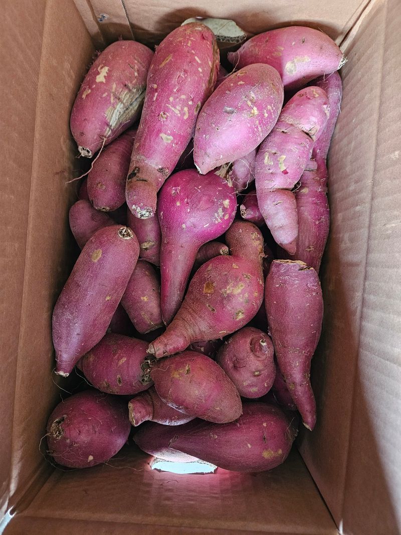 이재관(황토속애)님의 장터 판매 상품 [무안 꿀고구마 가성비갑 못난이판매합니다.] 첨부 사진