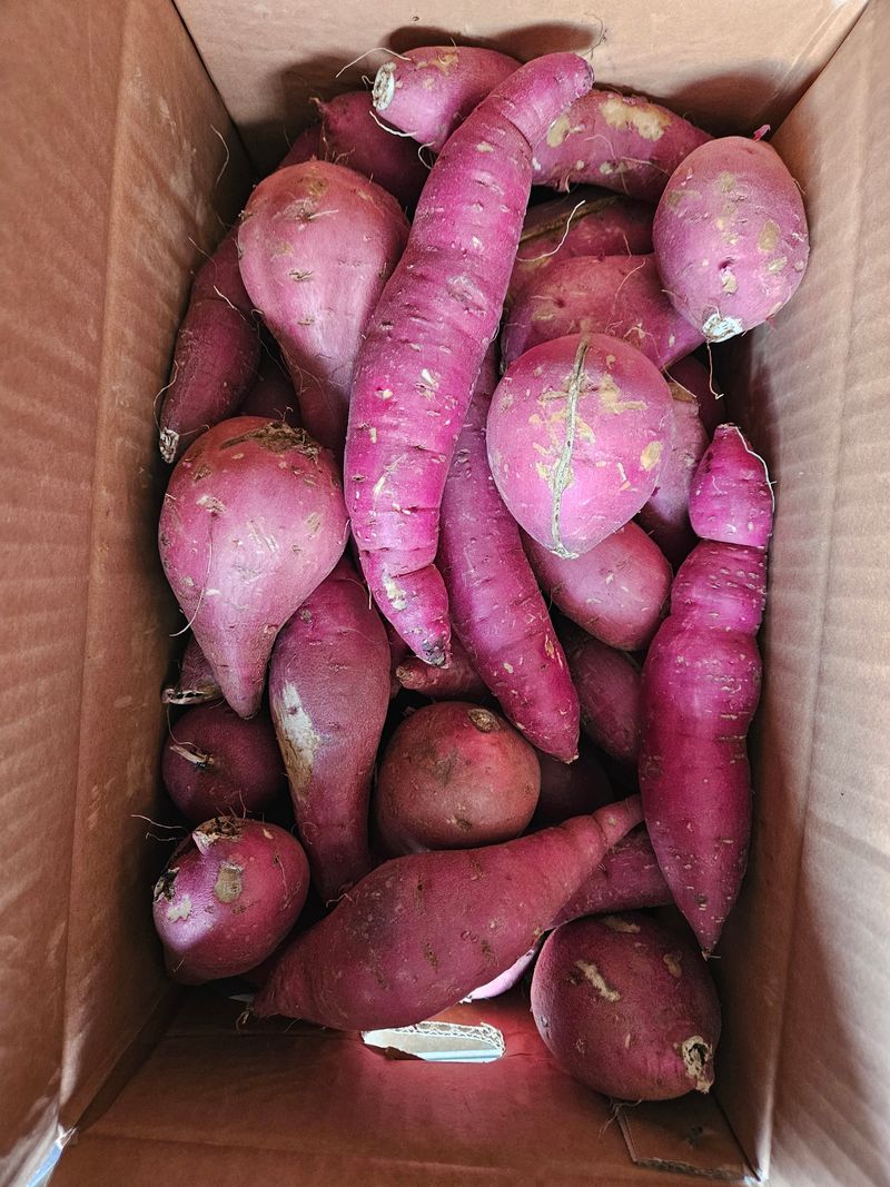 이재관(황토속애)님의 장터 판매 상품 [무안 꿀고구마 가성비갑 못난이판매합니다.] 첨부 사진