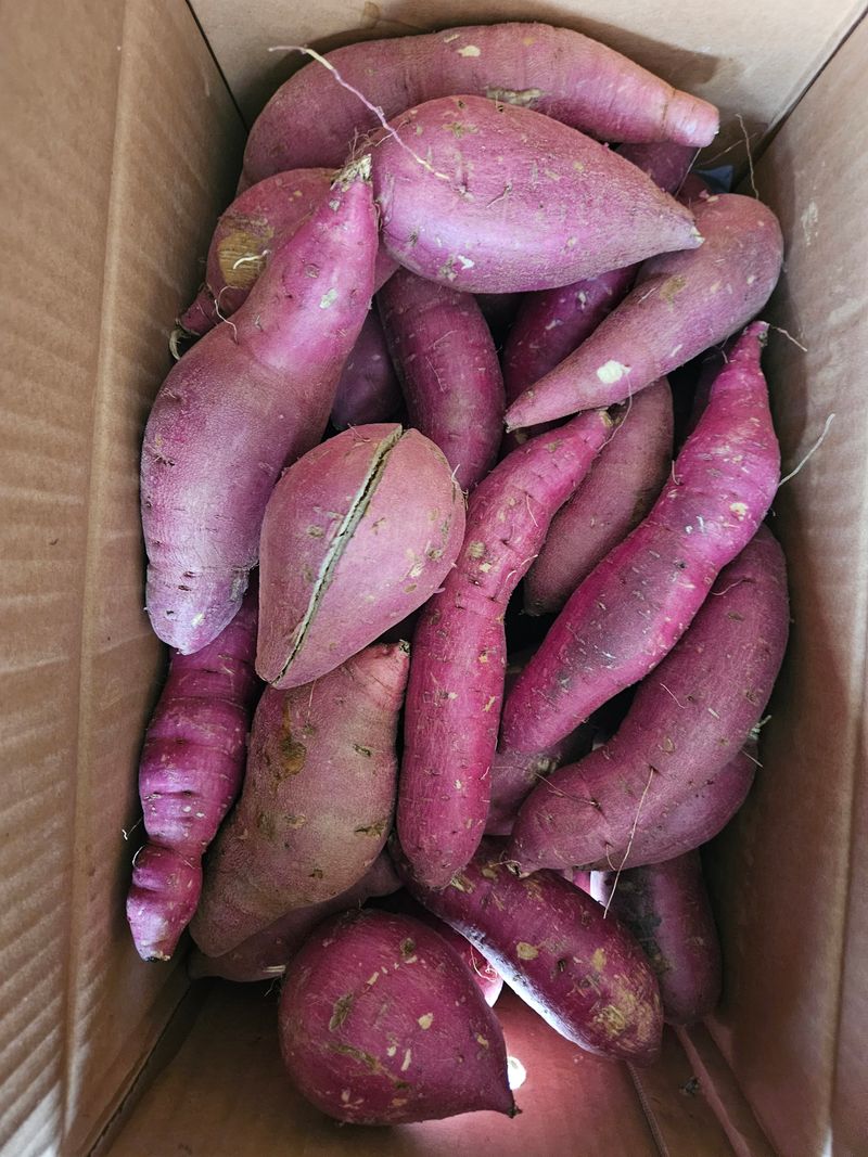 이재관(황토속애)님의 장터 판매 상품 [무안 꿀고구마 가성비갑 못난이판매합니다.] 첨부 사진