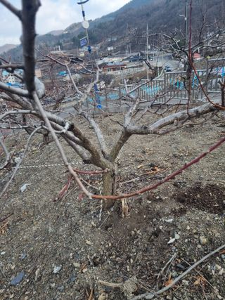 김용대님의 자유주제 · 자유게시판 작성글 사진