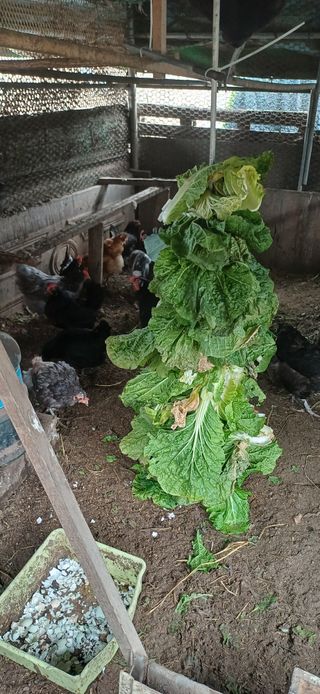 이강재님의 자유주제 · 자유게시판 작성글 사진