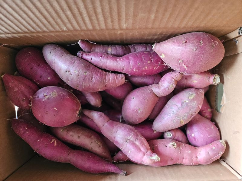 이재관(황토속애)님의 장터 판매 상품 [무안 꿀고구마 가성비갑 못난이판매합니다.] 첨부 사진