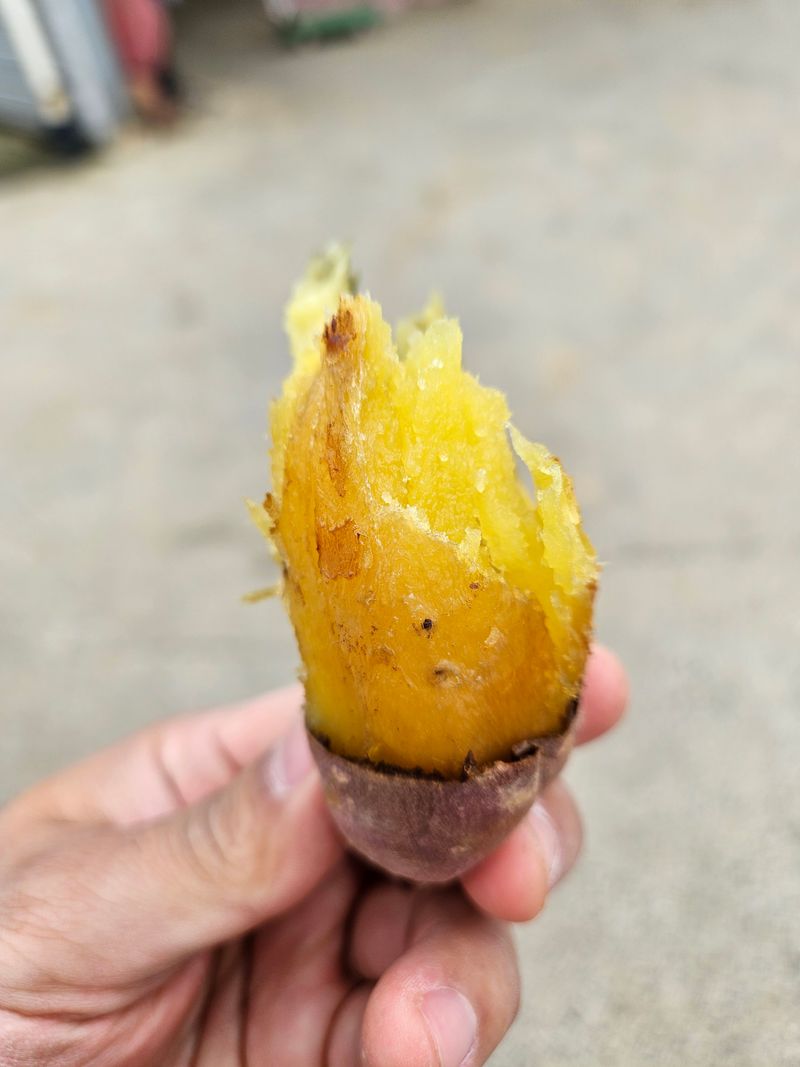 장터 상품 [무안 꿀고구마 가성비갑 못난이판매합니다.] 썸네일