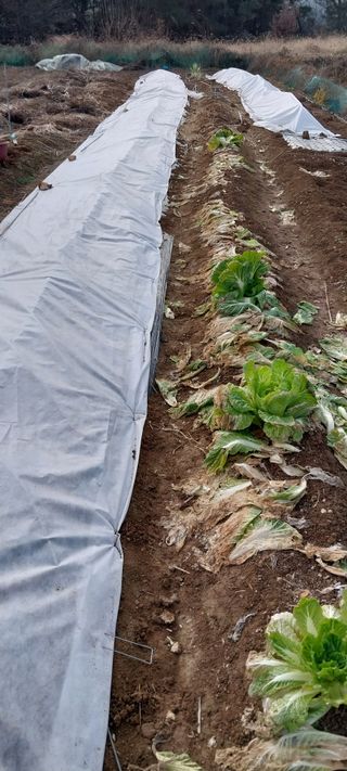 삿갓농부님의 자유주제 · 자유게시판 작성글 사진