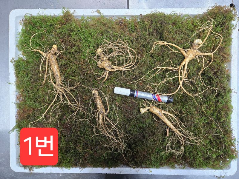 장터 상품 [선착순 2set 10년근 정삼 특대 사이즈 5뿌리 (담금주 추천)] 썸네일