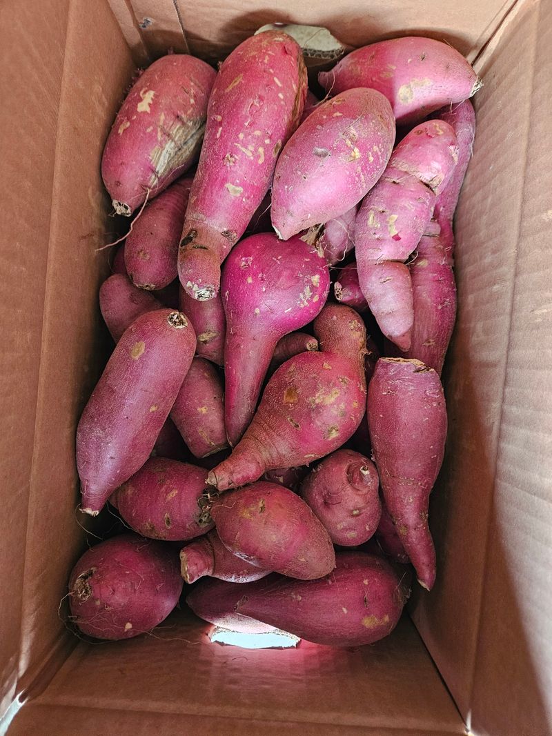 이재관(황토속애)님의 장터 판매 상품 [무안 꿀고구마 가성비갑 못난이판매합니다.] 첨부 사진