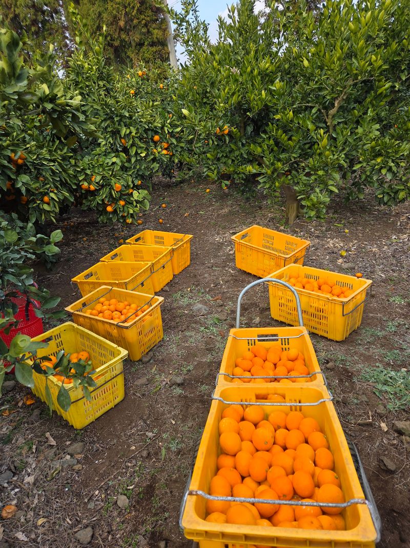 산방자연농원님의 장터 판매 상품 [서귀포 노지 조생귤 대과 10kg] 첨부 사진