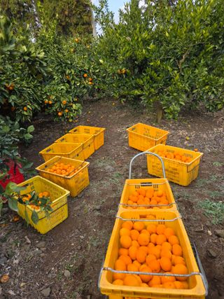 산방자연농원님의 작성글 사진