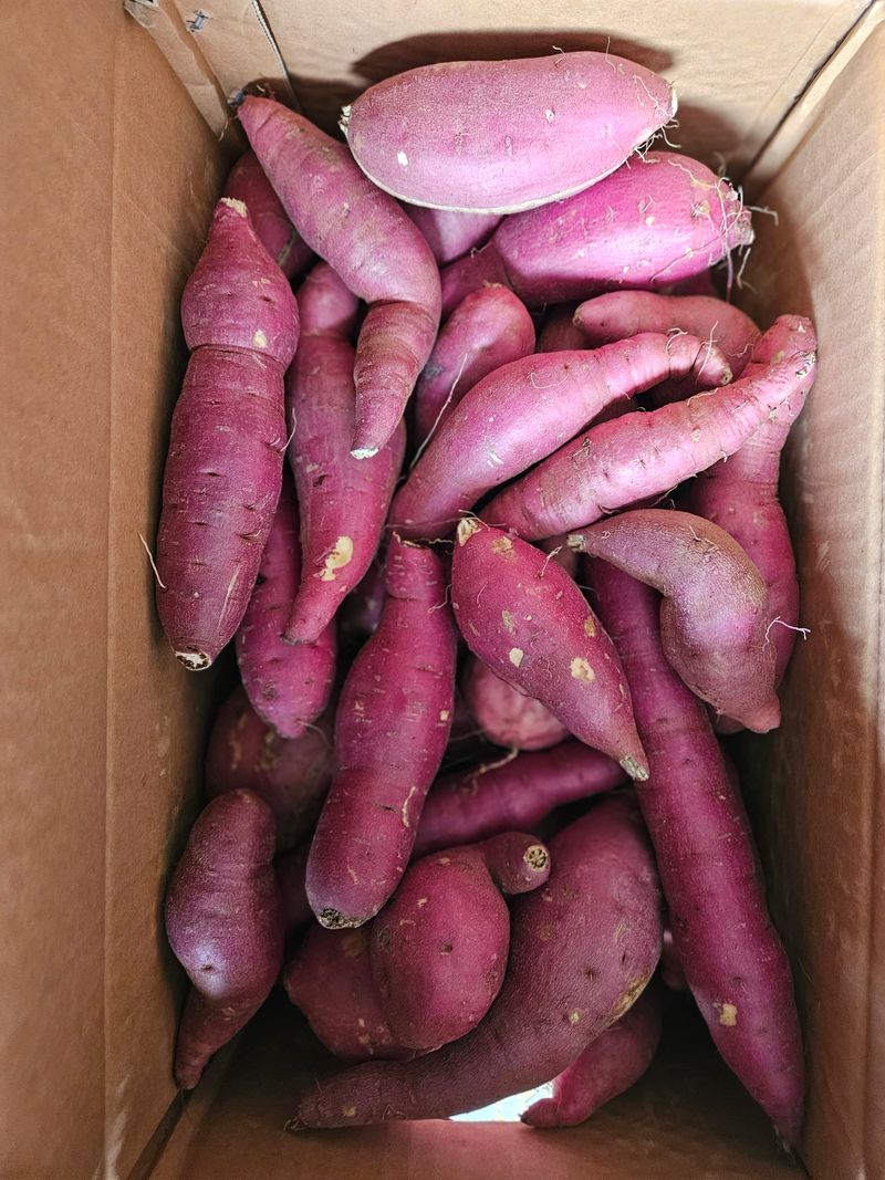 이재관(황토속애)님의 장터 판매 상품 [무안 꿀고구마 가성비갑 못난이판매합니다.] 첨부 사진