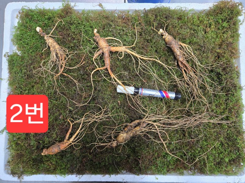 이규성님의 장터 판매 상품 [선착순 2set 10년근 정삼 특대 사이즈 5뿌리 (담금주 추천)] 첨부 사진