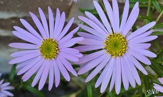 안길원님의 자유주제 · 자유게시판 작성글 사진