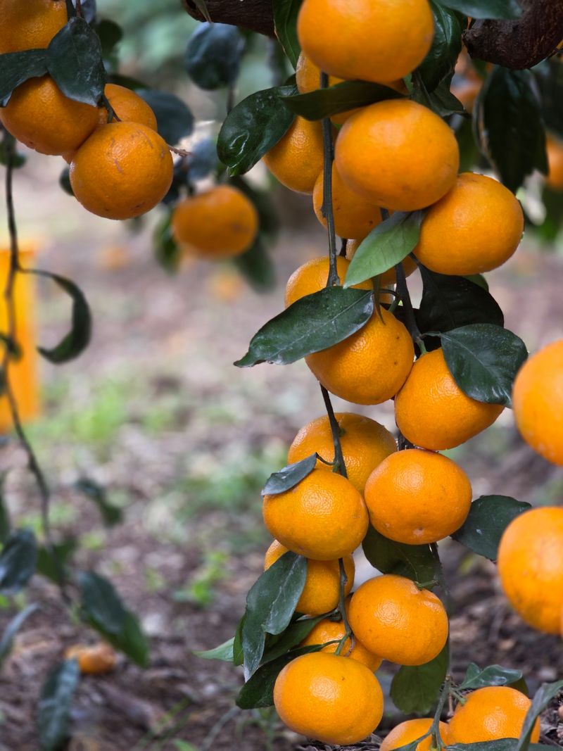 산방자연농원님의 장터 판매 상품 [서귀포 노지 조생귤 대과 10kg] 첨부 사진