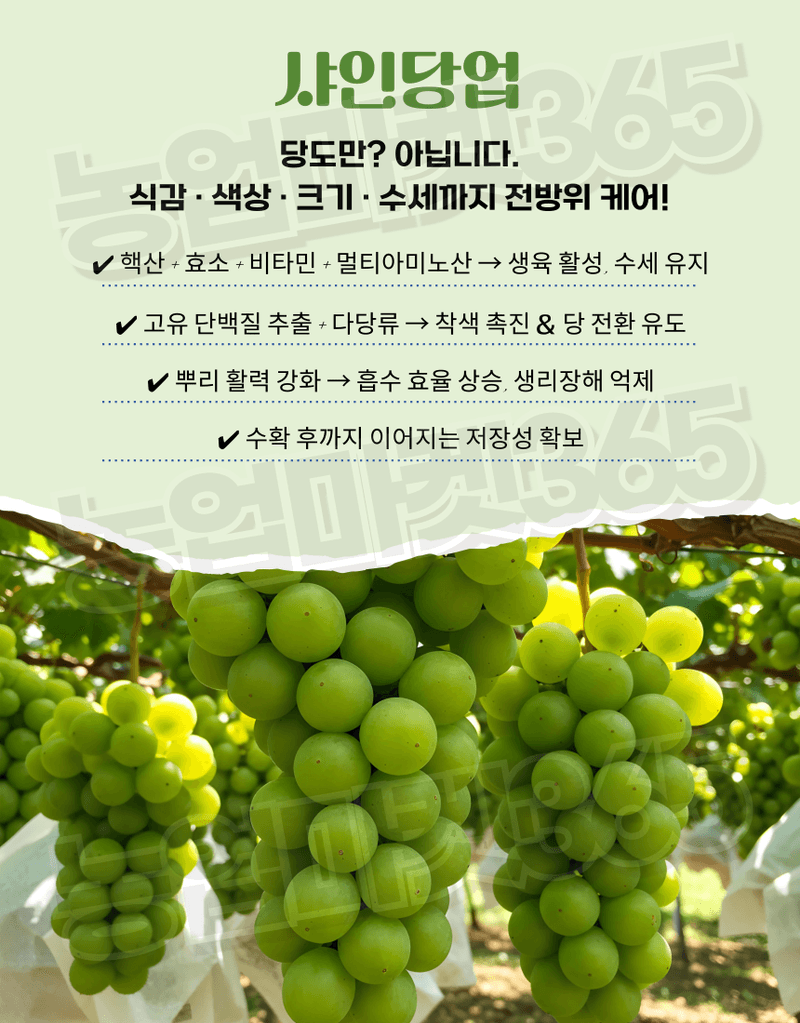 농업마켓365님의 장터 판매 상품 [샤인당업 액제 5L 샤인머스캣 당도증진 착색향상 조기수확 관주비료] 첨부 사진