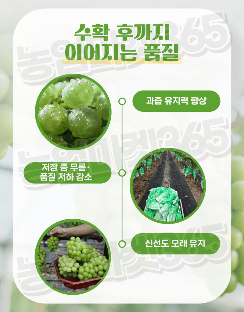 농업마켓365님의 장터 판매 상품 [샤인당업 액제 5L 샤인머스캣 당도증진 착색향상 조기수확 관주비료] 첨부 사진