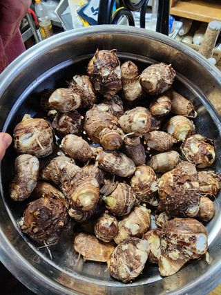 제주부자팜님의 자유주제 · 자유게시판 작성글 사진