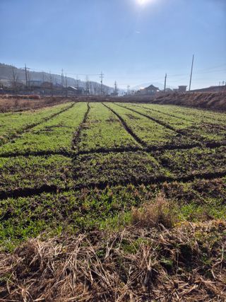 김영진(전남영광)님의 자유주제 · 자유게시판 작성글 사진