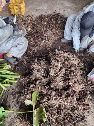 제주부자팜님의 자유주제 · 자유게시판 작성글 사진