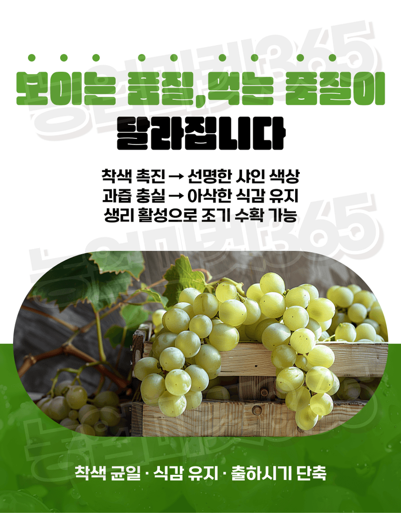 농업마켓365님의 장터 판매 상품 [샤인당업 액제 5L 샤인머스캣 당도증진 착색향상 조기수확 관주비료] 첨부 사진