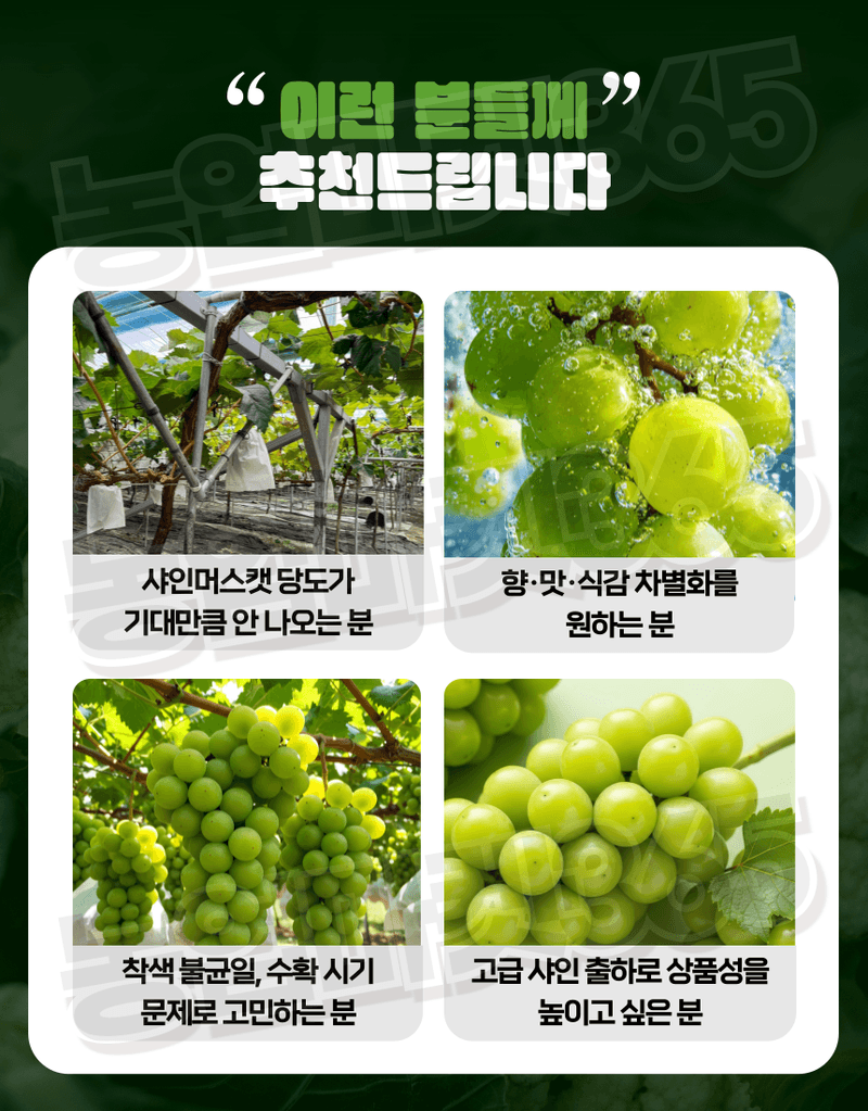 농업마켓365님의 장터 판매 상품 [샤인당업 액제 5L 샤인머스캣 당도증진 착색향상 조기수확 관주비료] 첨부 사진