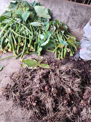 제주부자팜님의 자유주제 · 자유게시판 작성글 사진