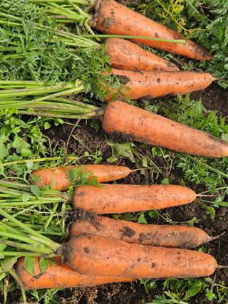 평대돌담농장님의 자유주제 · 자유게시판 작성글 사진