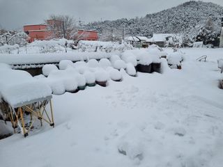 진여화 농원님의 자유주제 · 자유게시판 작성글 사진